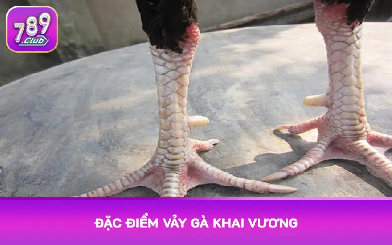 Đặc điểm vảy gà khai vương