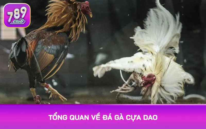 Tổng quan về đá gà cựa dao